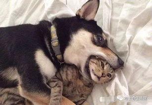 新手训猫小爆料视频大全,揭秘视频大全中的实用技巧与经验分享  第1张